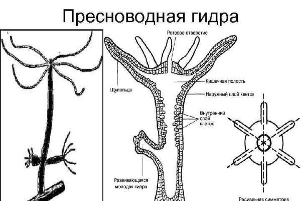 Kraken адреса